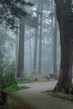 Bosque Con Niebla