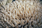 Fototapeta Do akwarium - biała rafa koralowa