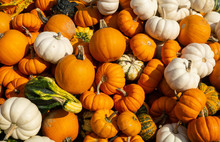 Pumpkins And Gourds At Farmers Market, Harvested In Time For  Halloween And Thanksgiving. 