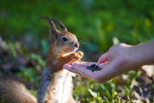 Ginger Squirrel Takes From Hands Of Human Seeds