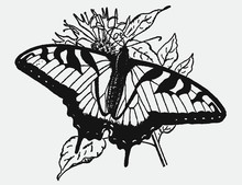 Eastern Tiger Swallowtail Papilio Glaucus Sitting On A Plant. Illustration After An Antique Engraving From The Early 20th Century