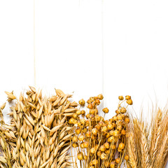 Dried ears of wheat, oats and other grains lie on a white background wood