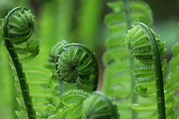 rolled fern