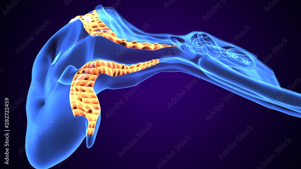 3d illustration of human body ear anatomy