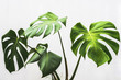 monstera leaf , philodendron plant