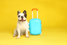 French Bulldog With Little Suitcase On Yellow Background. Space For Text