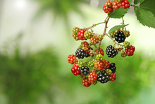 Branch With Ripe And Unripe Blackberries On Blurred Background, Closeup. Space For Text