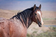 Portrait of wild stallion horse from Sand Wash Basin