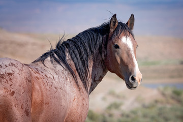 portrait of wild stallion horse from sand wash basin