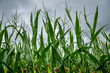 © kyrychukvitaliy - Close up of ripe corn field. Agricultural summer scenery,
