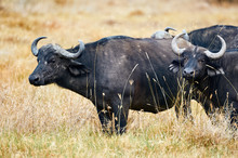 African Buffalo (Syncerus Caffer).