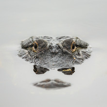 Alligator In Calm Water 