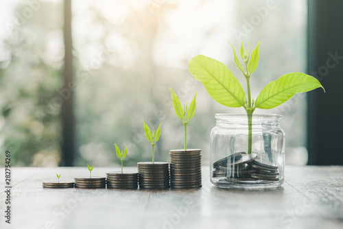 Fotomural Growing Money - Plant On Coins - Finance And Investment Concept