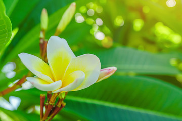 Wall Mural - white flower, White frangipani on tree with green leaves background, White flowers in the garden.