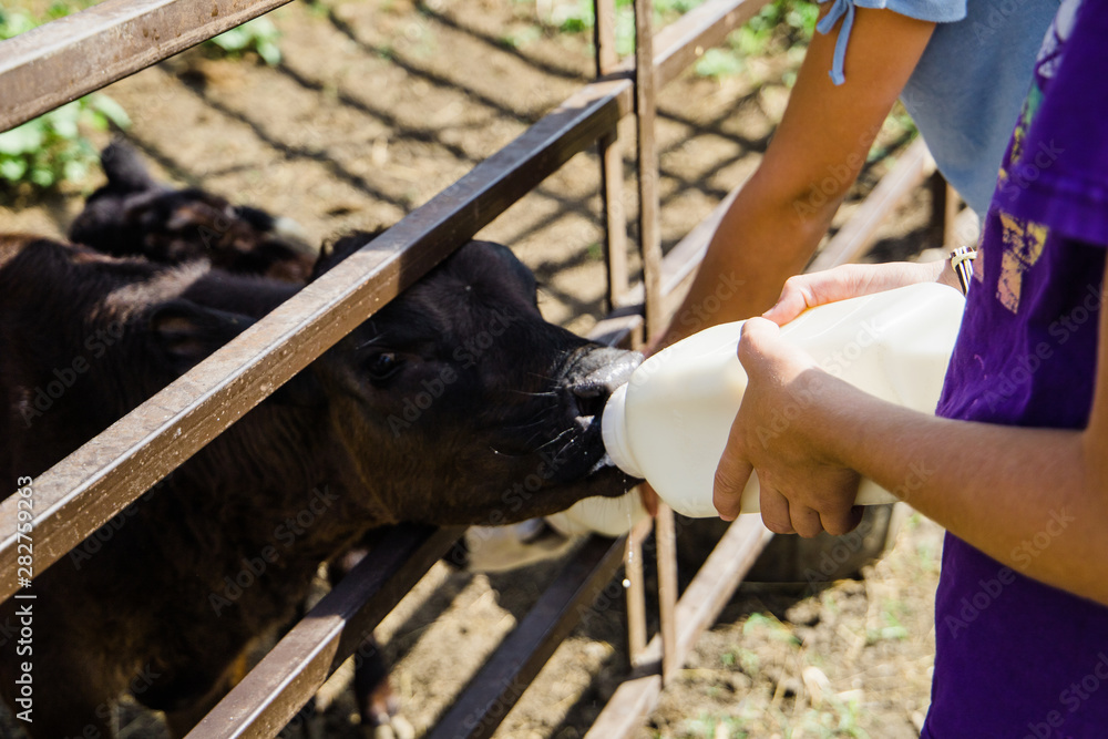 Single One new baby Black Cow calf Cattle on a Farm in Rural America ...