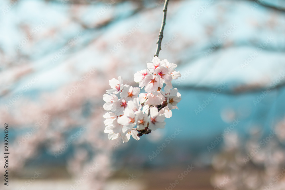 Beautiful cherry blossom sakura in spring time in Japan. Stock Photo ...