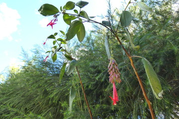 branch of a tree