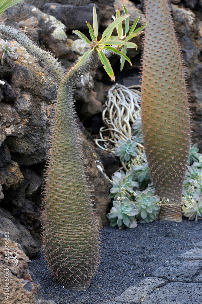 Madagaskarpalme, Kaktus-Palme (Pachypodium lamerei) Stock Photo | Adobe  Stock