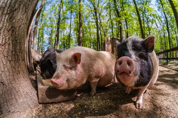 Wall Mural - Pig animal on farm, mammal domestic nose,  nature rural.