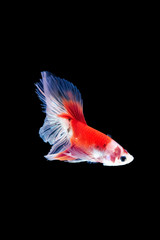 Wall Mural - movement of Betta fish, siamese fighting fish, betta splendens isolated on black background