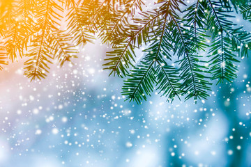 Pine tree branches with green needles covered with deep fresh clean snow on blurred blue outdoors copy space background. Merry Christmas and Happy New Year greeting postcard. Soft light effect.