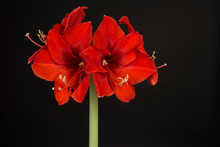 Red Amaryllis Flower In Bloom Isolated On A Black Background