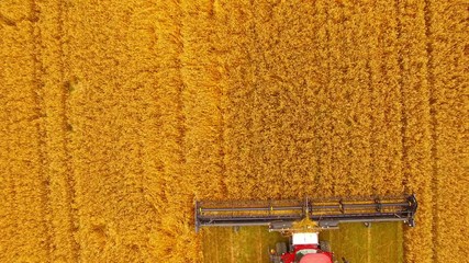 Wall Mural - Aerial view of combine harvester. Harvest of wheat field. Industrial footage on agricultural theme. Agriculture in European Union from above.