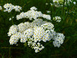 © Sunbunny - Common yarrow (Achillea millefolium) white flowers close up top view on green blurred grass floral background, selective focus. Medicinal wild herb Yarrow. Medical plants concept.