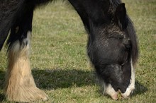 Clydesdale Horse Grazing In A Meadow, Detail Of Breed Clydesdale, Horse, Detail, Head, Hooves, Colt, Mane, Black, White, Ears, Breed, Breeding, Grazing, Grass, Meadow, Animal, Mammal, Warm Blood, Mani