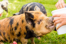 Pretty Little Girl Taking Care Of A Dwarf Pig