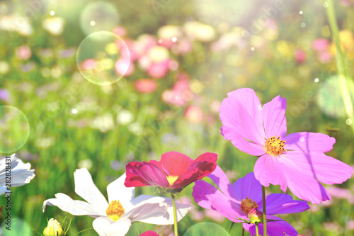 Wildblumen Wiese - Grußkarte Cosmea mit Bokeh