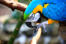 Portrait Of Blue And Yellow Macaw. Ara Ararauna Also Known As The Blue-and-gold Macaw, Is A Large South American Parrot.