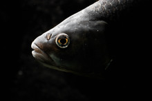 Close-up Fish In An Aquarium