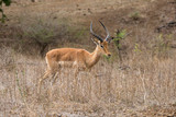 Fototapeta Sawanna - Impala, male, Aepyceros melampus