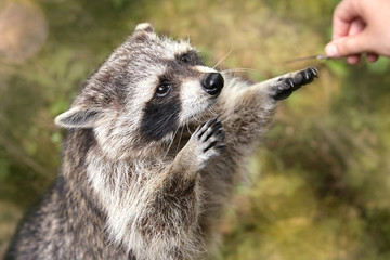 Raccoon taking food out of a hand