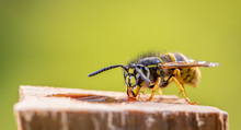 A Wasp Is Sitting At A Food Source. Concept Close-ups Of Insects.