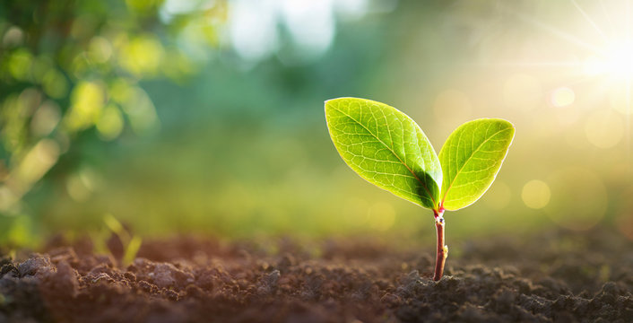 young plant in sunlight