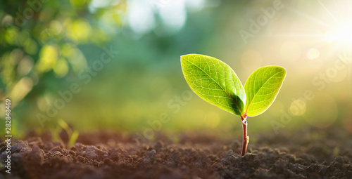 Young Plant in Sunlight Poster Mural XXL