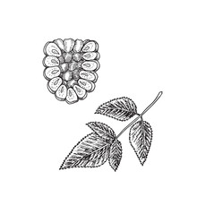 Raspberries Cut Half And Leaf, Vector Doodle Gravure Style Sketch Illustration, Element For Design