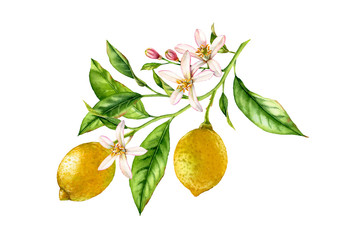 Lemon fruit tree branch with flowers leaves. realistic botanical watercolor composition: two whole citrus, isolated artwork on white hand drawn fresh tropical food yellow design element