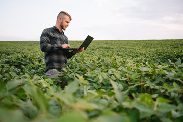 Wall Mural - Young agronomist holds tablet touch pad computer in the soy field and examining crops before harvesting. Agribusiness concept. agricultural engineer standing in a soy field with a tablet in summer