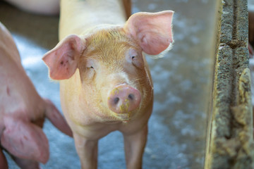 Wall Mural - Group of pig that looks healthy in local ASEAN swine farm at livestock. The concept of standardized and clean farming without local diseases or conditions that affect piglet growth or fecundity