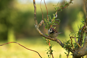 Wall Mural - Passer montanus. Sparrow sitting on a willow branch. Blurred background photo.