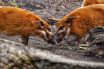 pig in mud