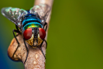 Housefly on branch - macro photography of a fly on a tree branch looking towards lens - nature macro photography