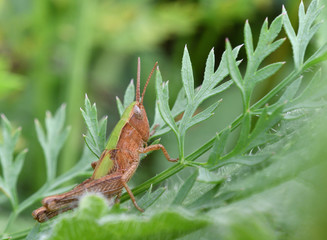 Wall Mural - Camouflage of green grasshoppers in the grass