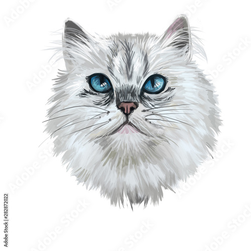 British Longhair Cat Isolated On White Background Digital Art