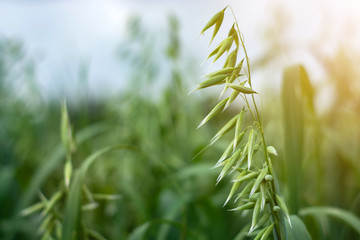 Canvas Print - Green oats in a field on a sunny summer day