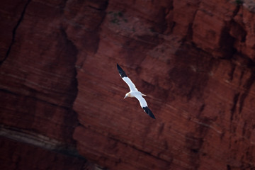 Wall Mural - northern gannet, morus bassanus, Helgoland, Dune island