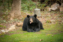 Huge Black Bear Sitting On The Grass With Its Tongue Out At A Home Near Asheville, North Carolina.